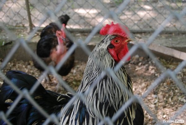 Луцький зоопарк планували розширити ще за Кривицького. ФОТО