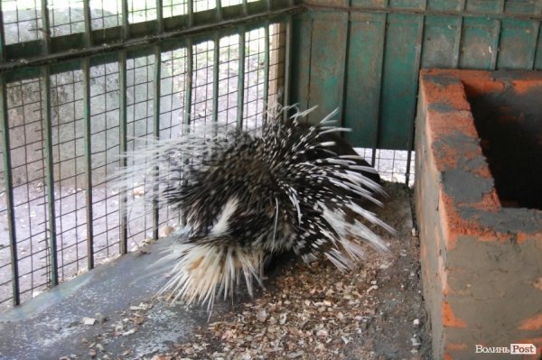 Луцький зоопарк планували розширити ще за Кривицького. ФОТО