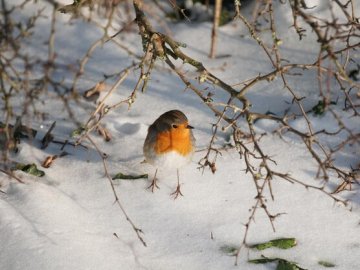 В Україні випав перший сніг. ФОТО 