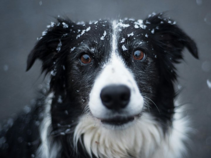 Норвезькі собаки: п'ять порід для активних та усвідомлених власників