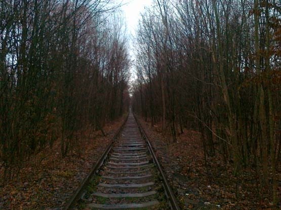 Чи знищать «Тунель кохання» на Рівненщині