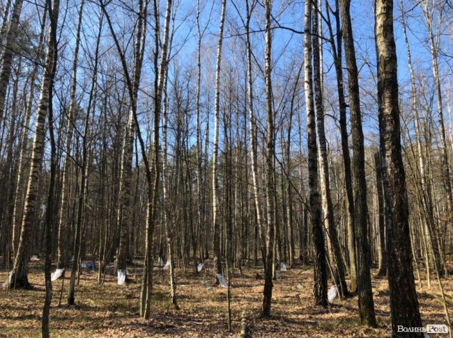 Від останнього снігу, до перших бруньок: на Волині – сезон заготівлі березового соку. ФОТО 