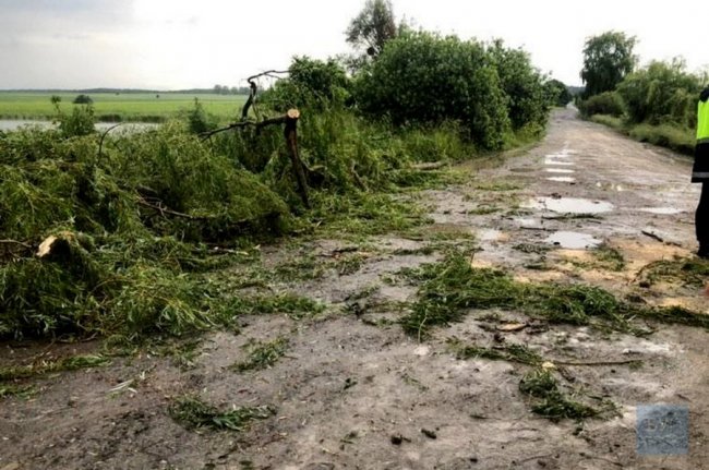 На Волині водії самотужки прибрали з дороги дерево, яке повалив буревій. ВІДЕО