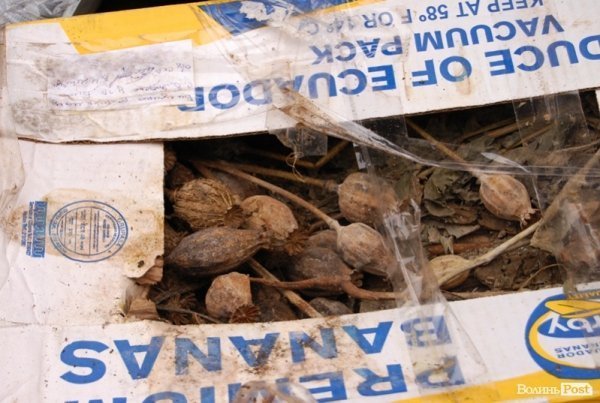 Під Луцьком знищили наркотиків на 2 мільйони гривень. ФОТО