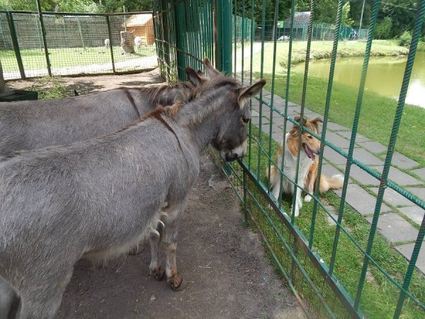 У зоопарку Луцька віслючиха «відгуляла» день народження. ФОТО