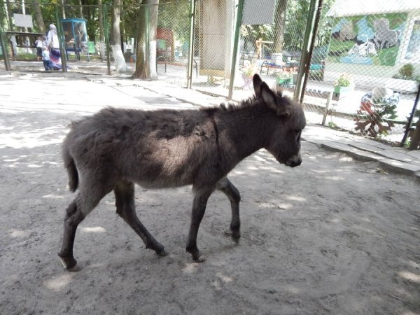 У зоопарку Луцька віслючиха «відгуляла» день народження. ФОТО