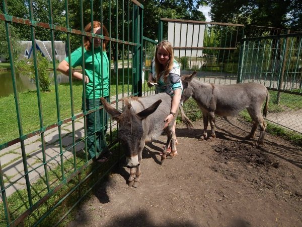 У зоопарку Луцька віслючиха «відгуляла» день народження. ФОТО