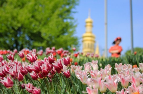 У Києві - сотні тисяч тюльпанів. ФОТО