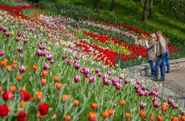 У Києві - сотні тисяч тюльпанів. ФОТО