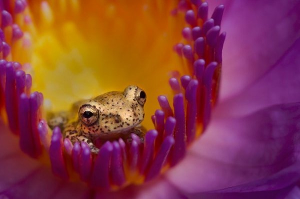 Боягуз, Домінікана © Хуан Таверас 