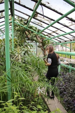 У Ковелі виростили кактус-дерево. ФОТО