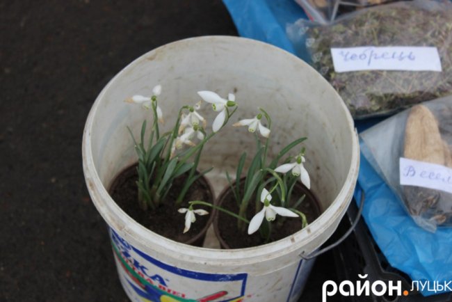 Від м’яса і «молочки» до лікарських трав: що і за скільки продають на фермерському ярмарку у Луцьку