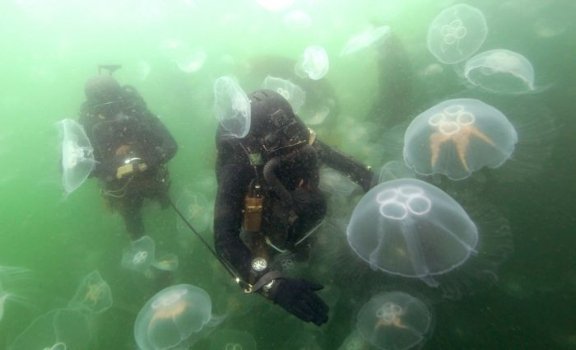 Спецпідрозділ SEK M, Німеччина