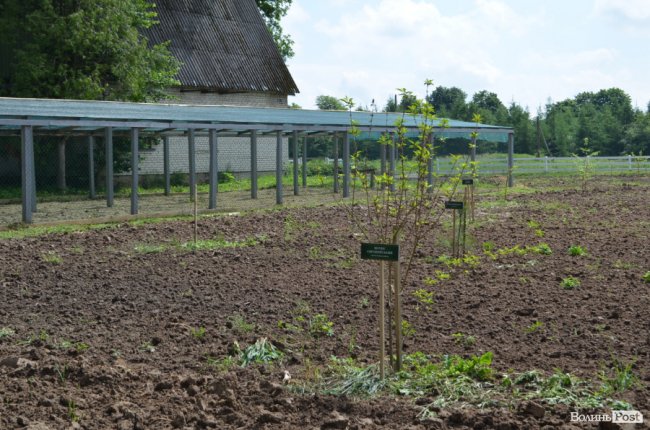 На Волині створили дендропарк з унікальними деревами