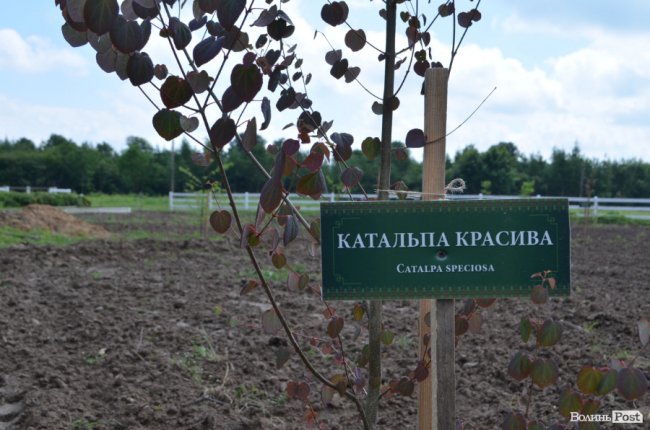 На Волині створили дендропарк з унікальними деревами