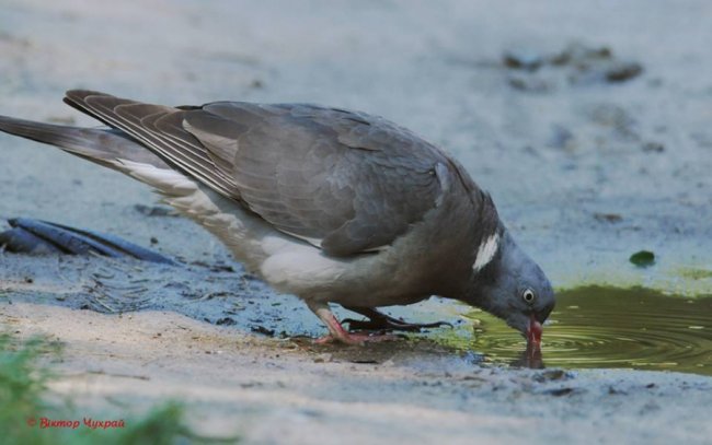 Пернаті красуні на знімках луцького фотографа