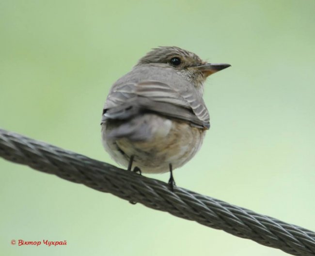 Пернаті красуні на знімках луцького фотографа