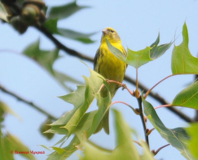 Пернаті красуні на знімках луцького фотографа