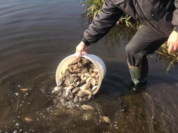 У річку Турію випустили понад тонну риби. ФОТО