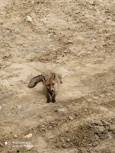У місті на Волині на АЗС часто помічають маленького лиса. ФОТО