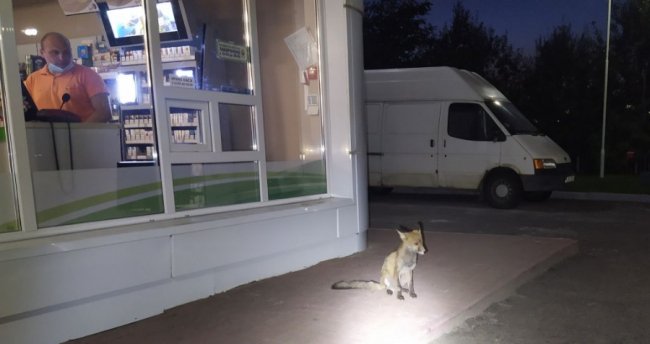 У місті на Волині на АЗС часто помічають маленького лиса. ФОТО