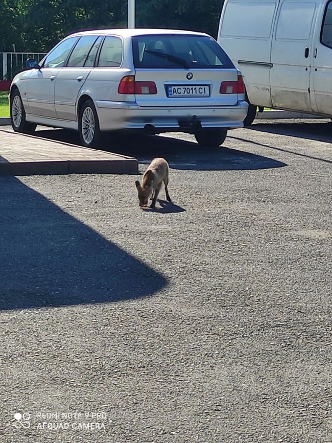 У місті на Волині на АЗС часто помічають маленького лиса. ФОТО