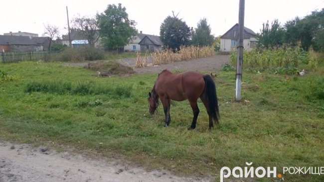 Рання осінь у волинському селі. ФОТО