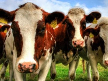 На Волині зменшилося поголів`я корів