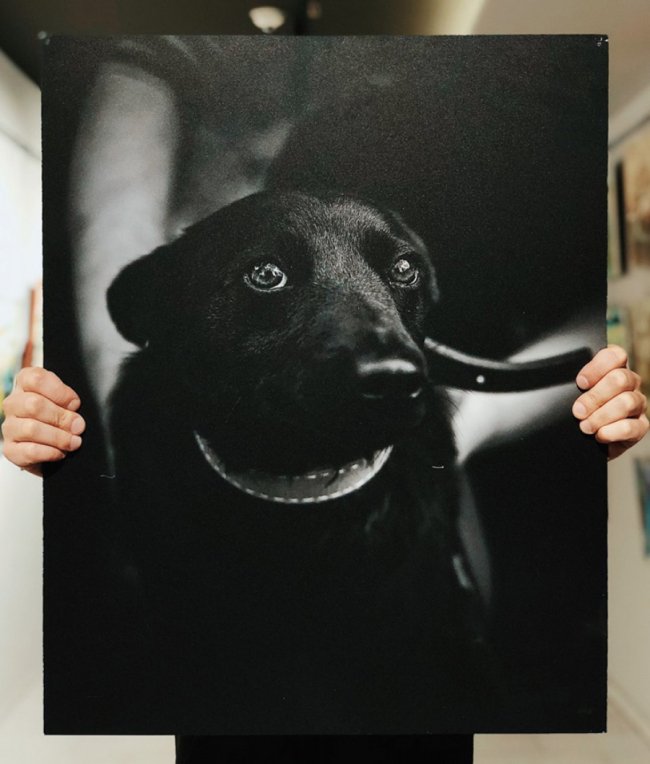 У Луцьку стартував аукціон на підтримку безпритульних тварин. ФОТО