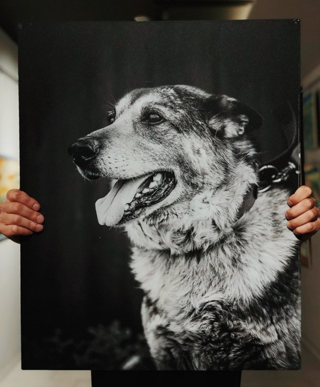 У Луцьку стартував аукціон на підтримку безпритульних тварин. ФОТО