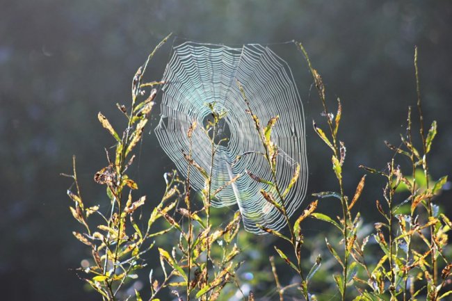 Показали світлини сходу сонця у волинському заказнику. ФОТО