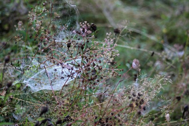 Показали світлини сходу сонця у волинському заказнику. ФОТО