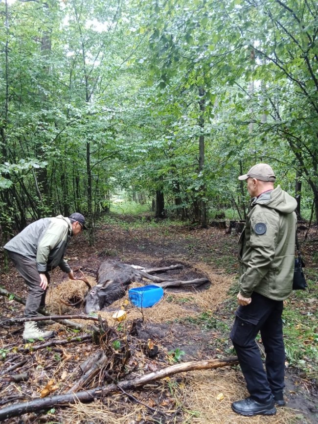 На Рівненщині знайшли виснаженого червонокнижного лося, який застряг у болоті