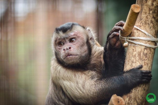 У Луцькому зоопарку - поповнення