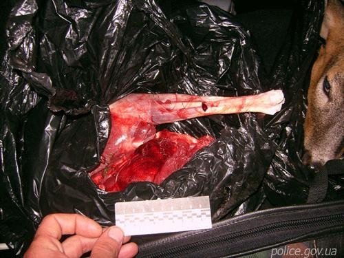 Убивць козулі допомагали ловити ДАІшники