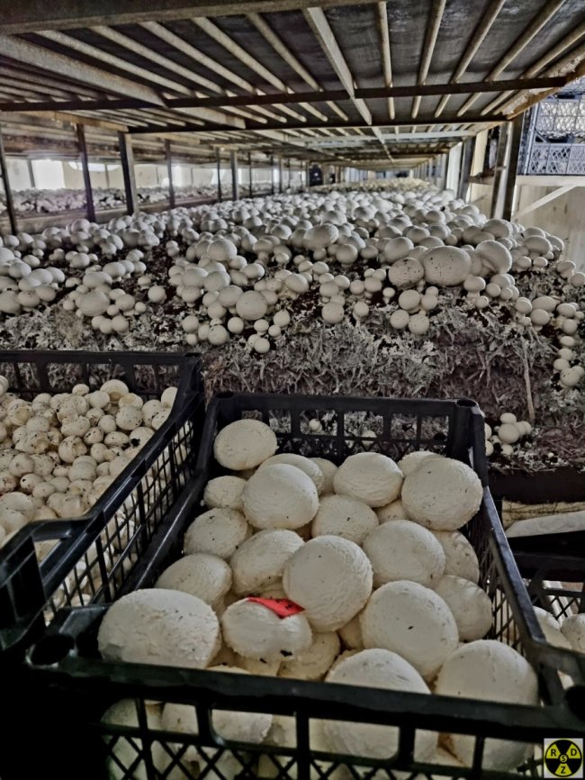 В Україні вирощують гриби-велетні 