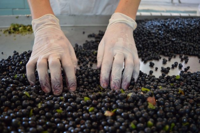 Рекордного збору чорниці на Волині не чекають