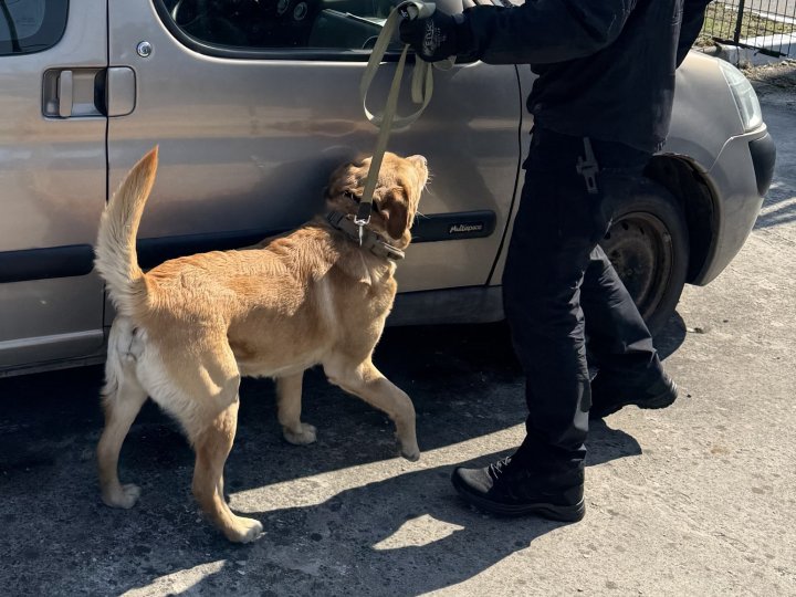 На «Устилузі» та «Ягодині» чотирилапі помічники винюхали у пасажирів наркотичні речовини