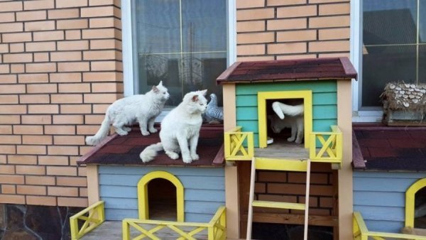 Для луцьких котів створять притулок. ФОТО