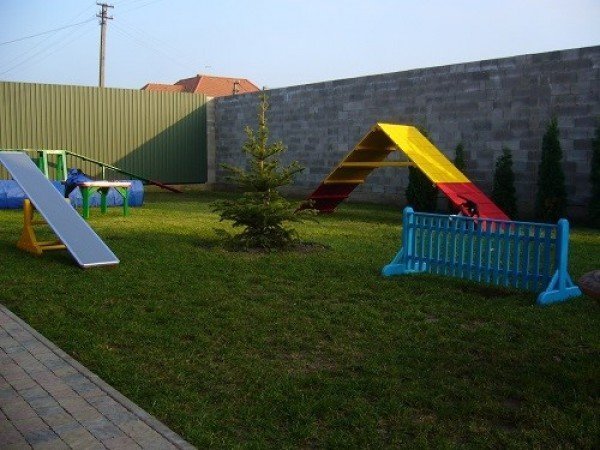 Для луцьких котів створять притулок. ФОТО