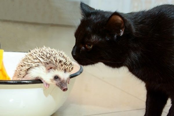 Для луцьких котів створять притулок. ФОТО