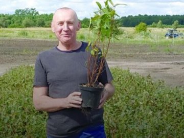 Як на Волині фермер вирощує ягоду «життя та молодості»