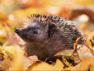 Погода на завтра, 8 жовтня, у Луцьку та Волинській області
