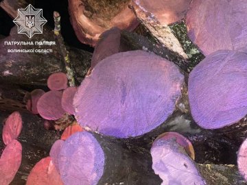 На Волині затримали водія, який незаконно перевозив деревину