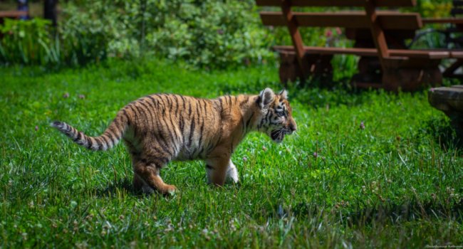 Ніби професійна модель: як живе у луцькому зоопарку тигреня Тріша. ФОТО