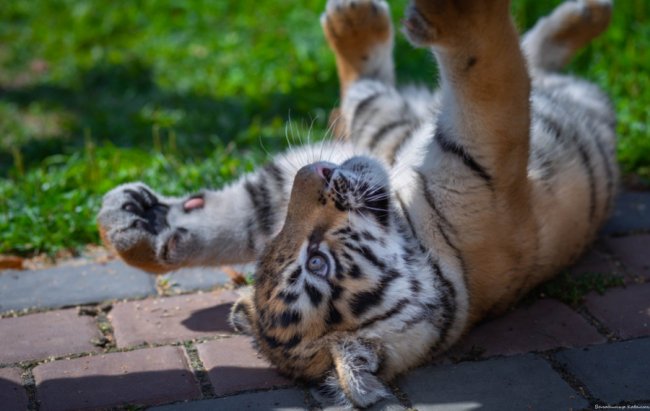 Ніби професійна модель: як живе у луцькому зоопарку тигреня Тріша. ФОТО