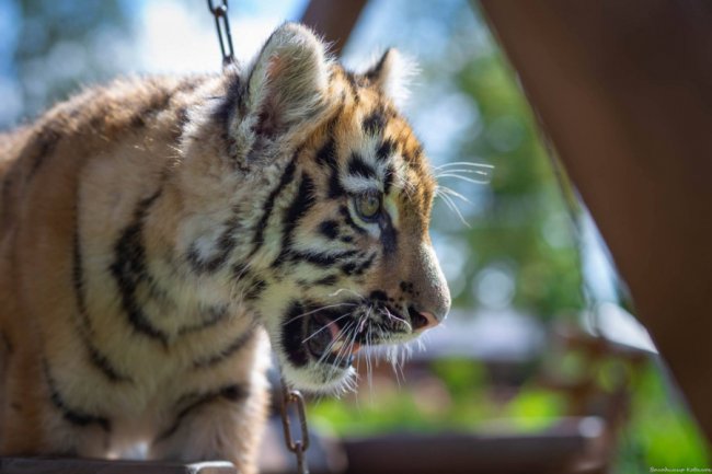 Ніби професійна модель: як живе у луцькому зоопарку тигреня Тріша. ФОТО