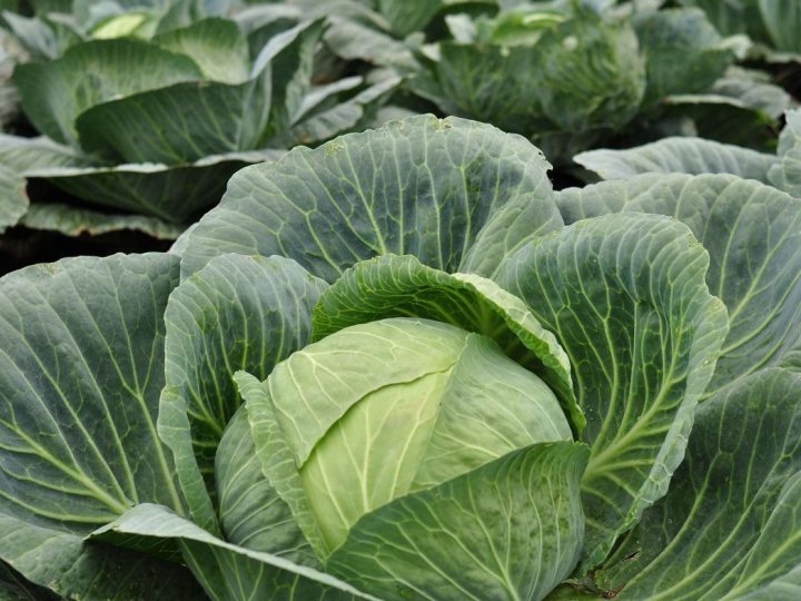 В Україні стрімко дорожчає капуста