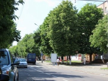 Дерева залишаться, – Романюк про ремонт проспекту Волі