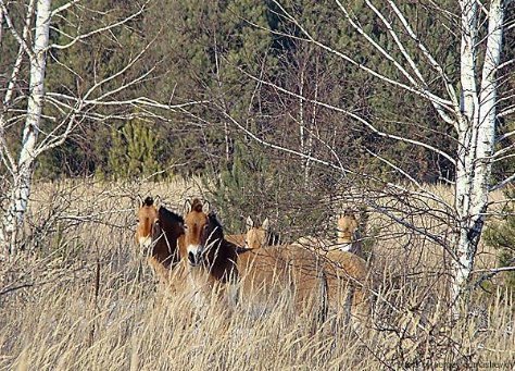 Волинські зубри втекли у Чорнобиль? ФОТО